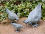 Garden Bronze - Bantam Chickens