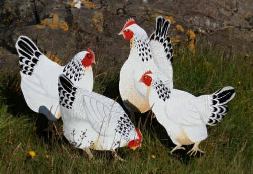 Light Sussex Chickens, Hens and Pullets