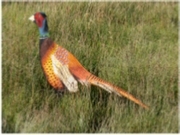 Garden ornament - Male Pheasant