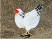 Light Sussex Chicken Broody