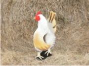 Dorking Chicken Walking
