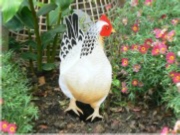 Light Sussex Chicken Walking