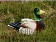 Mallard Duck