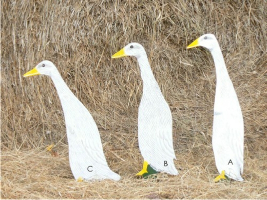 Runner Ducks