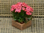 Wooden Hanging Baskets for summer plants and orchids